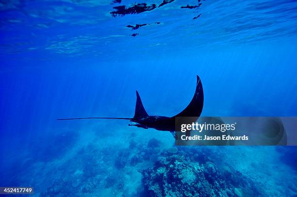 a manta ray glides over a reef near the surface of a tropical ocean. - manta ray stock pictures, royalty-free photos & images