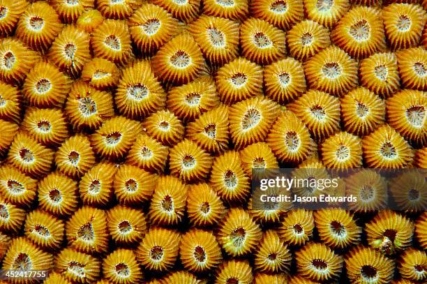 textured bright orange ridged volcanic polyps on a great star coral. - sphincter photos et images de collection
