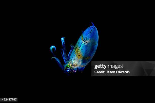 a transparent bigfin reef squid floats above a tropical reef at night. - bigfin reef squid stock pictures, royalty-free photos & images