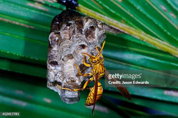 an oriental paper wasp tending the brood cells of its nest in a palm. - feldwespe stock-fotos und bilder