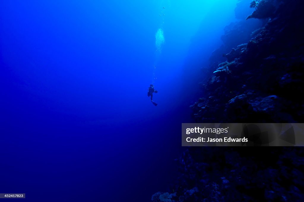 A scuba diver descends down a deep ocean reef wall into the abyss.