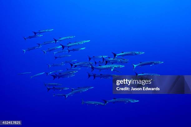 a shoal of predatory barracuda move in unison along a deep sea wall. - sphyraena qenie stock pictures, royalty-free photos & images