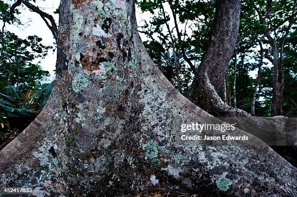 an enormous buttress root supports a tree in shallow rainforest soil. - fiji jungle stock pictures, royalty-free photos & images