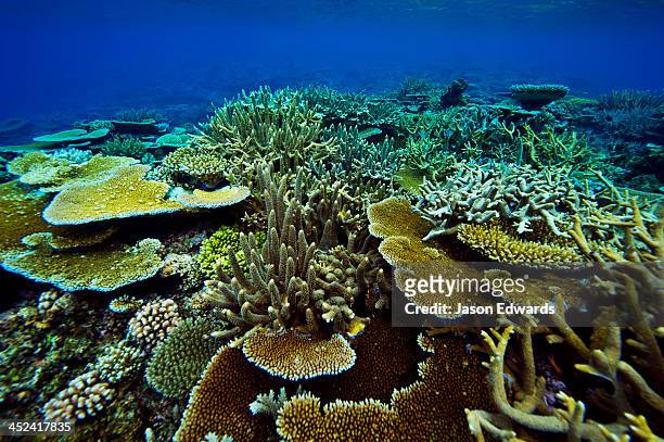 a pristine tropical reef filled with staghorn and plate corals. - staghorn coral stock pictures, royalty-free photos & images