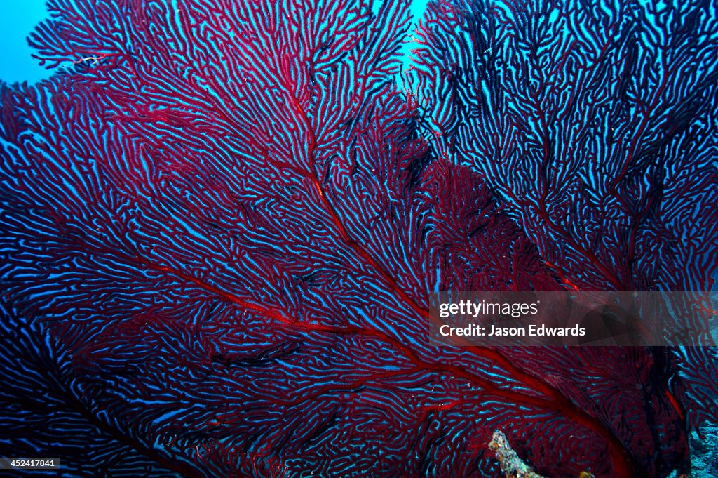 The delicate fingers of a flaming red Sea Fan a type of Gorgonian.