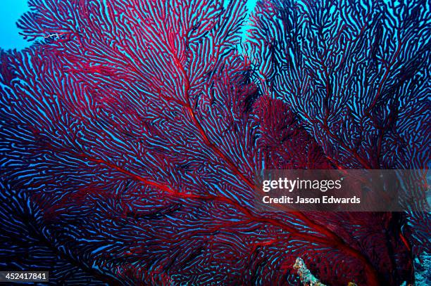 the delicate fingers of a flaming red sea fan a type of gorgonian. - koralen stockfoto's en -beelden