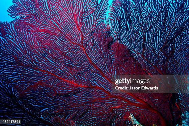 the delicate fingers of a flaming red sea fan a type of gorgonian. - corals stock pictures, royalty-free photos & images