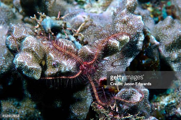 a pink and red brittle star walking across coral on a tropical reef. - ophiotrix spiculata fotografías e imágenes de stock