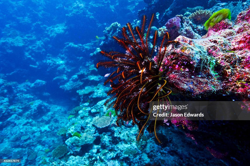 A bright red Feather star, Comasteridae, perched on a tropical reef.