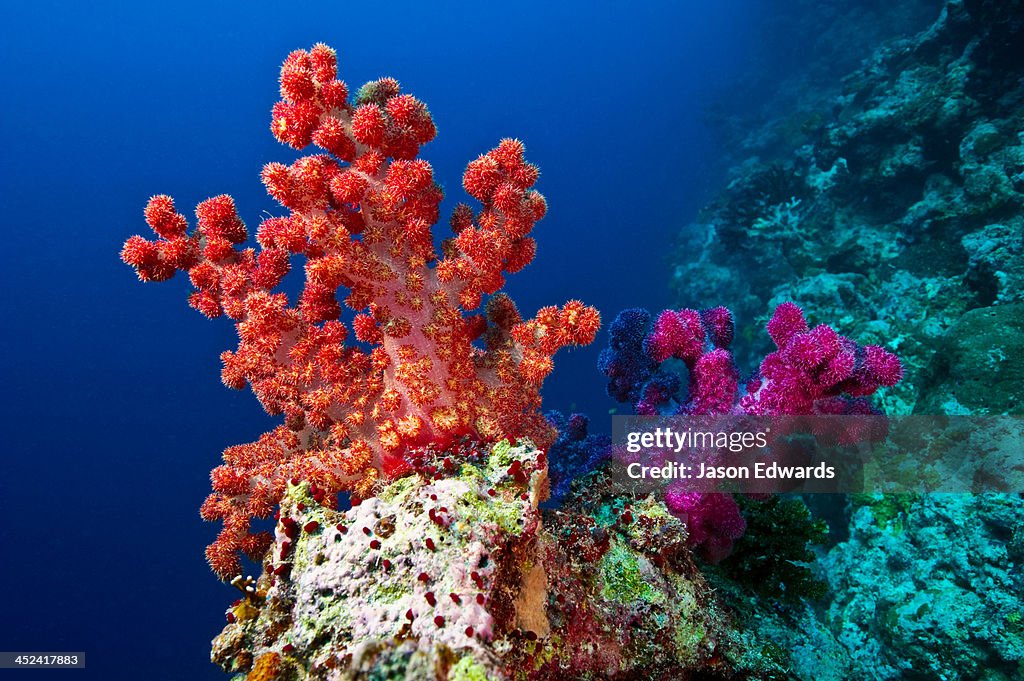 A branching orange and purple Tree Coral perched on a shelf on a reef.