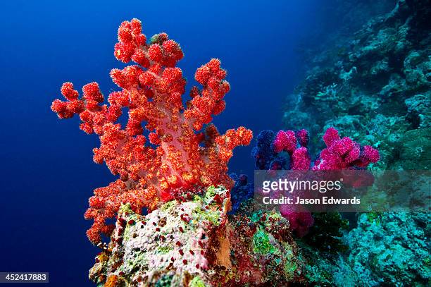 a branching orange and purple tree coral perched on a shelf on a reef. - reef stockfoto's en -beelden