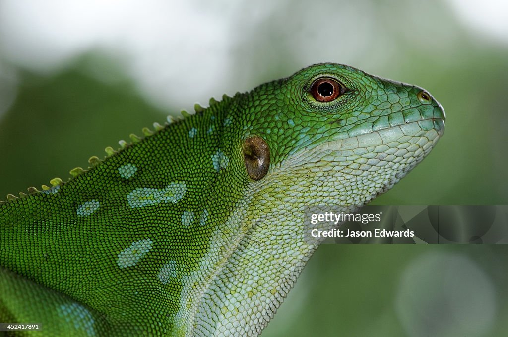Green scale markings of a critically endangered Fiji Crested Iguana.