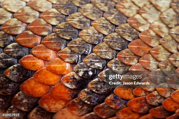 the overlapping leathery scales of a fiji boa prevent water loss. - reptile ストックフォトと画像