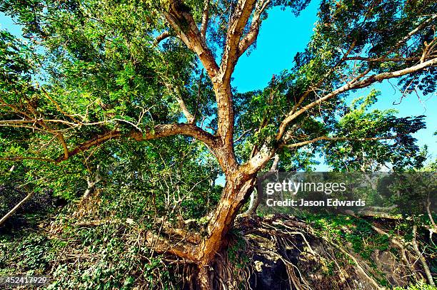 Tree Overhang 87 Overhang Trees Stock Photos, High-Res Pictures, and Images - Getty ...