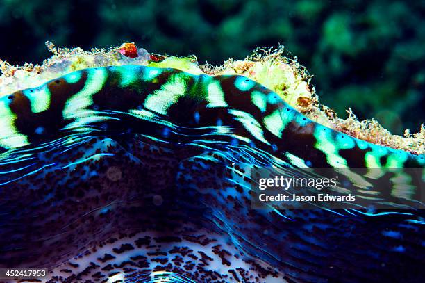 the fleshy iridescent neon green mosaic of the lip of a giant clam. - animals with big lips stock pictures, royalty-free photos & images