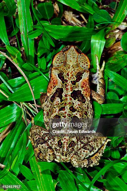 ornate skin patterns on a giant neotropical toad surrounded by grass. - giant frog stock pictures, royalty-free photos & images