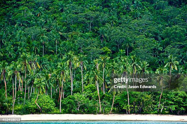 tropical rainforest and palm trees line a beach on a deserted island. - fiji jungle stock pictures, royalty-free photos & images