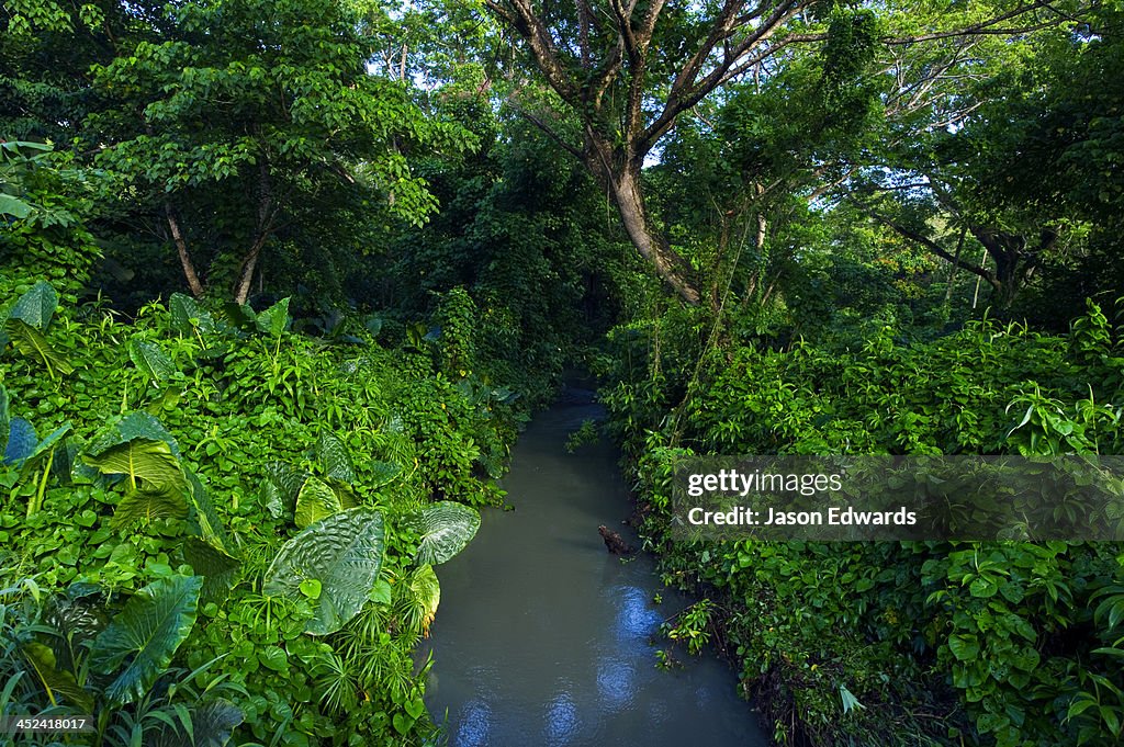 Aquatic plants and vines smother a stream watercourse near farmland.