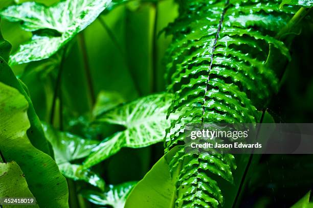 raindrops pour from fern frond leaves during a tropical downpour. - fiji jungle stock pictures, royalty-free photos & images