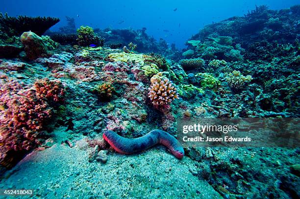 a red and black sea cucumber moving between coral outcrops on a reef. - concombre de mer photos et images de collection