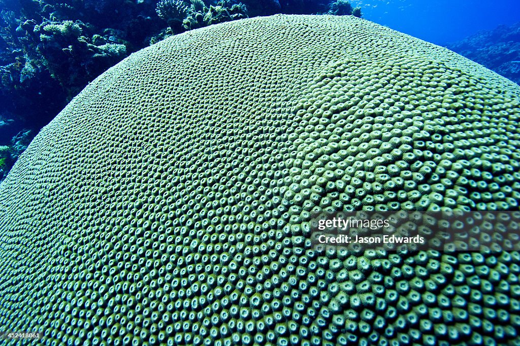Countless hard coral polyps on the dome of a Knobby Coral on a reef.