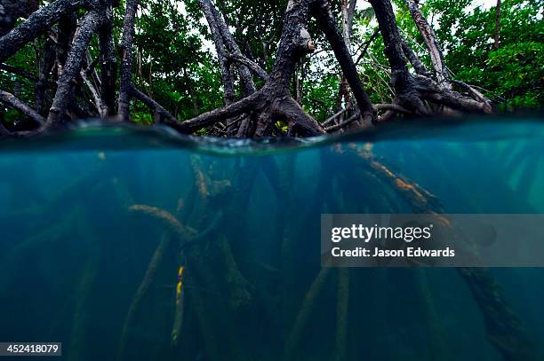 mangrove forest tree roots submerge below the surface at high tide. - thick stock pictures, royalty-free photos & images