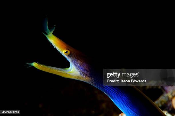 a blue ribbon eel, rhinomuraena quaesita, in its burrow below a reef. - ribbon eel photos et images de collection