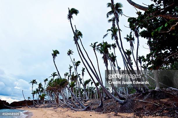 palm trees destroyed by a cyclone line a tropical island beach. - pacific ocean stock pictures, royalty-free photos & images