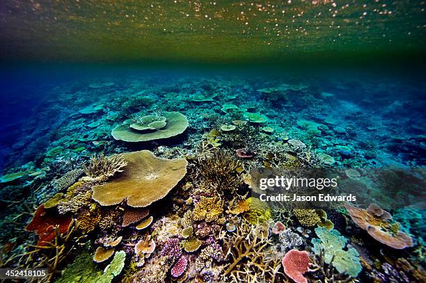 torrential rain erodes topsoil from an island onto a coral reef. - staghorn coral stock pictures, royalty-free photos & images