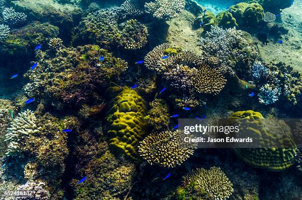 a shoal of blue reef fish swimming over a coral garden on a reef. - exmouth australie occidentale photos et images de collection