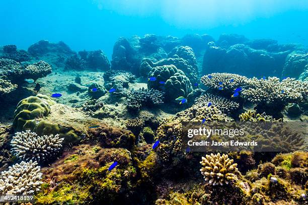 a shoal of blue reef fish swimming over a coral garden on a reef. - meeresboden stock-fotos und bilder