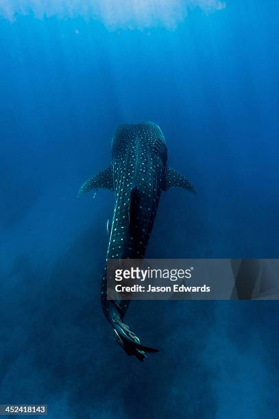 a filter feeding whale shark gliding above the ocean floor. - whale shark stock-fotos und bilder