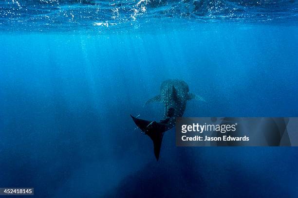 a filter feeding whale shark gliding through a vast blue ocean. - big bums 個照片及圖片檔