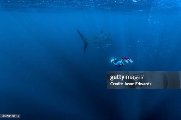 a scientist photographs the markings of a whale shark to identify it. - whale shark stock-fotos und bilder