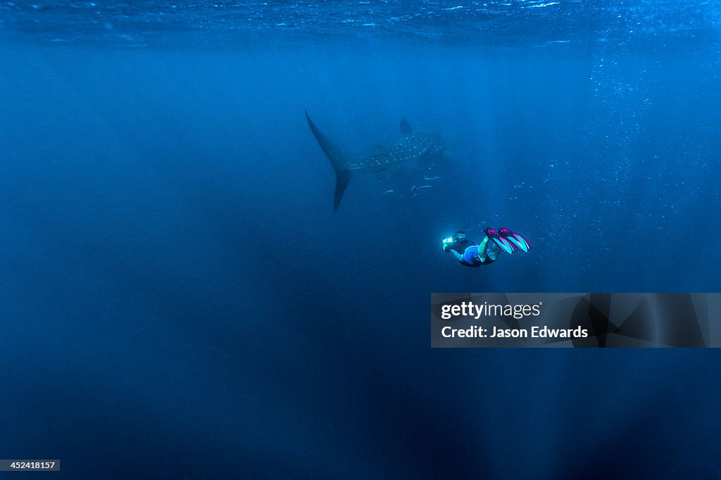 A scientist photographs the markings of a Whale Shark to identify it.