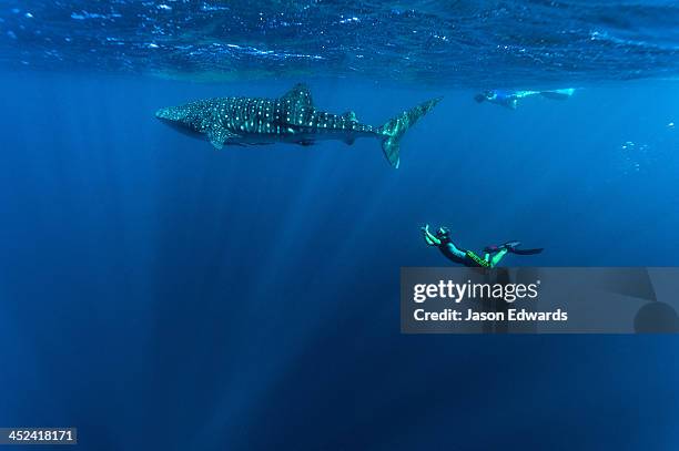 a scientist photographs whale shark genitals for marine research. - australian swimming stock-fotos und bilder