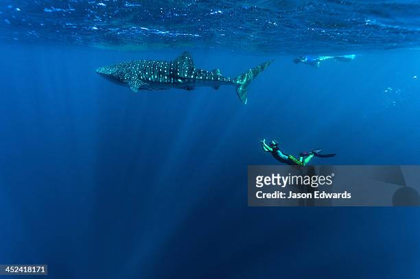 a scientist photographs whale shark genitals for marine research. - australia occidental fotografías e imágenes de stock