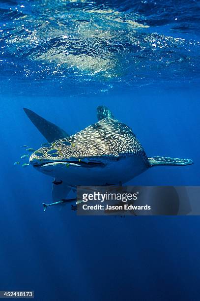 a school of suckerfish, sharksuckers and cobia follow a whale shark. - remora fish stock pictures, royalty-free photos & images