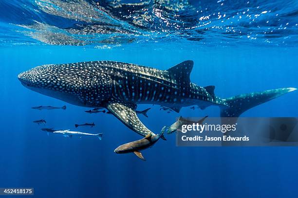 a school of suckerfish, sharksuckers and cobia follow a whale shark. - symbiotic relationship fotografías e imágenes de stock