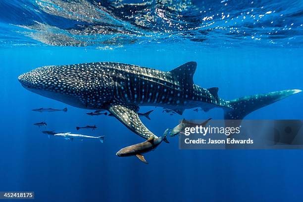 a school of suckerfish, sharksuckers and cobia follow a whale shark. - large group of animals fotografías e imágenes de stock