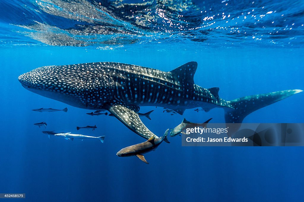A school of suckerfish, Sharksuckers and Cobia follow a Whale Shark.