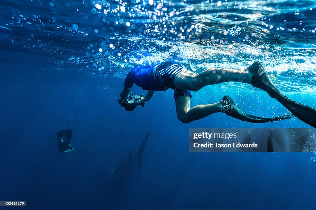 A cameraman videos a scientist documenting a Whale Sharks patterns.