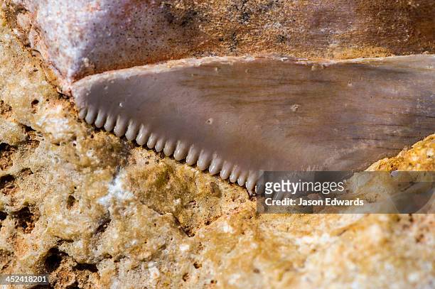 a fossilized tooth from an extinct megalodon shark in a limestone cliff. - megalodon stock pictures, royalty-free photos & images