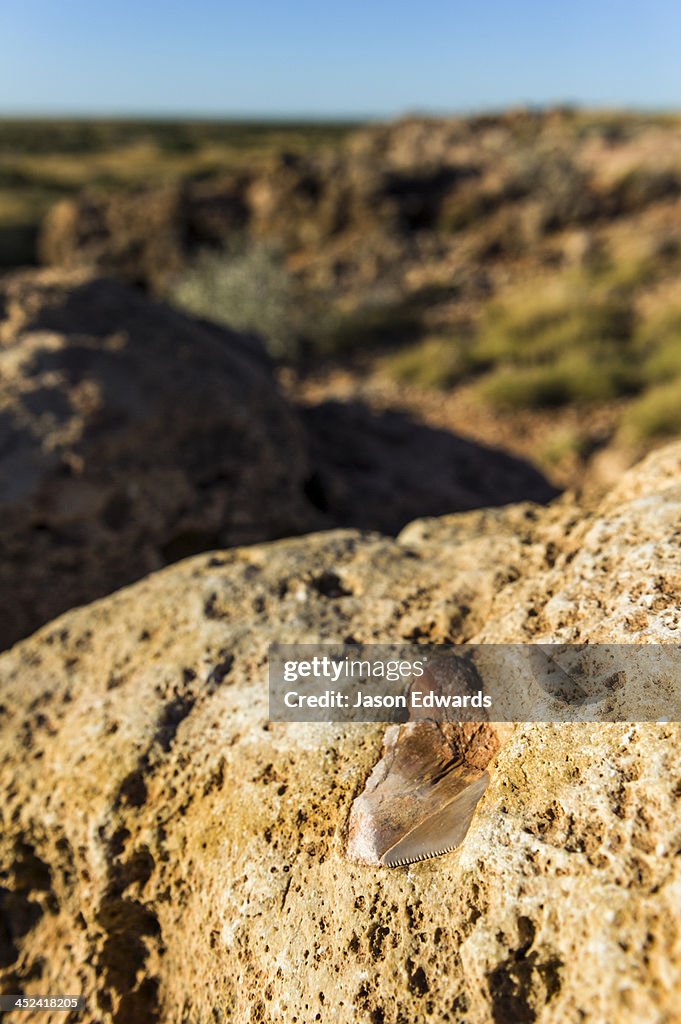 A fossilized tooth from an extinct Megalodon shark in a limestone cliff.