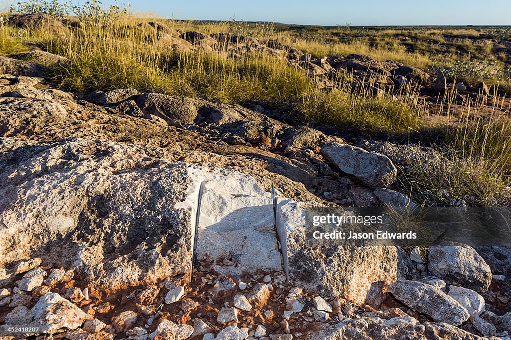 A fossilized Megalodon tooth removed from a limestone reef.