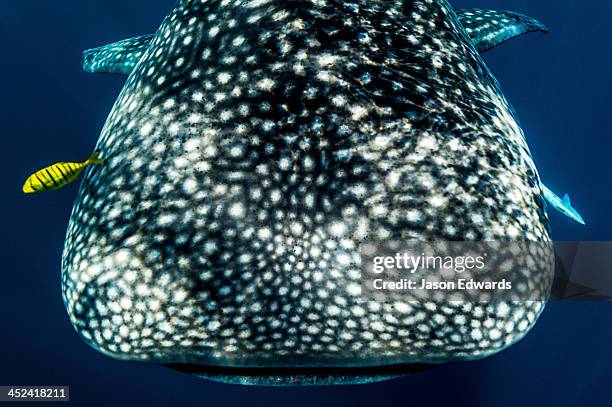 1,417 Animals With Spots And Stripes Photos and Premium High Res Pictures - Getty Images 1,417 Animals With Spots And Stripes Photos and Premium High Res Pictures - Getty Images