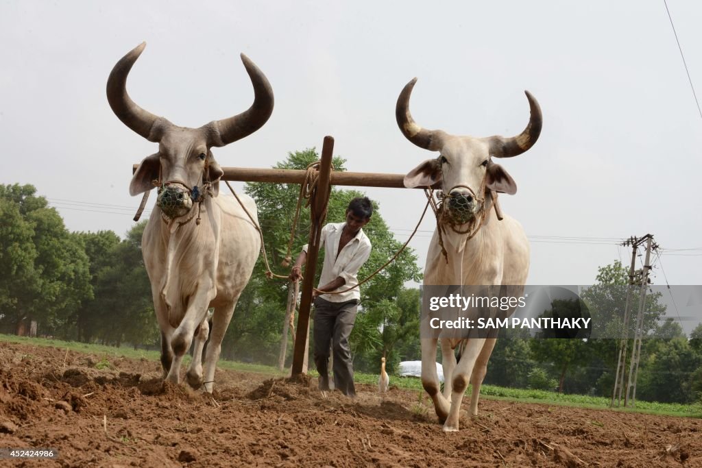 INDIA-AGRICULTURE