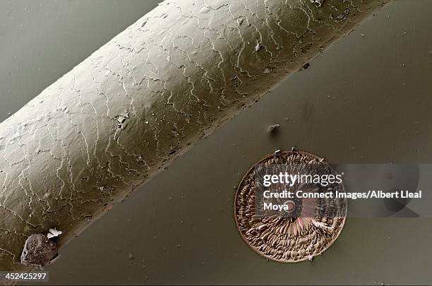 human hair (diameter 0.0060 mm) beside a carved structure (0.0054 mm)  using an ion beam. the material used allows the creation of nanoscopic objects - human hair microscope stock pictures, royalty-free photos & images