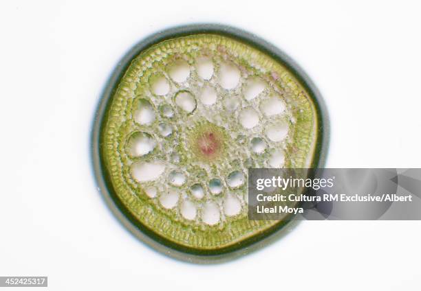 stem cross section of brazilian waterweed (egeria densa) showing  cortex, pith and vascular tissue. magnified 60x (ref. at 35 mm film frame) - brain cross section stock pictures, royalty-free photos & images