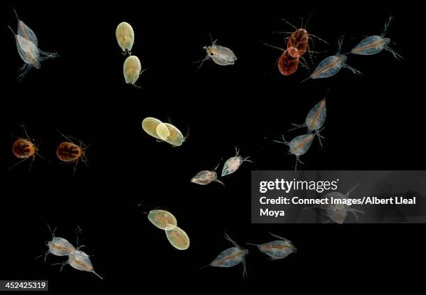 fresh water plankton under stroboscopic flash light. mites (hydrachnidiae), ostracodae and cladocera swimming. macro photography - plankton stock pictures, royalty-free photos & images